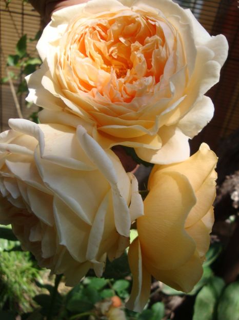  - Crown Princess Margareta