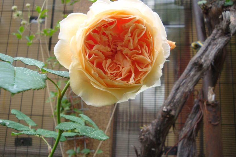  - Crown Princess Margareta