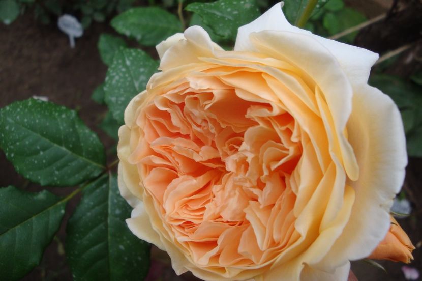  - Crown Princess Margareta