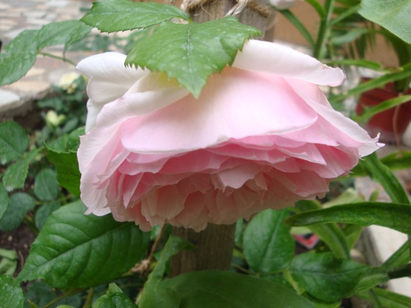  - The Wedgewood Rose