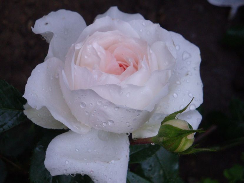  - Stephanie Baronin zu Guttenberg