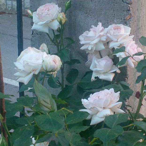 swan lake - trandafiri 2017