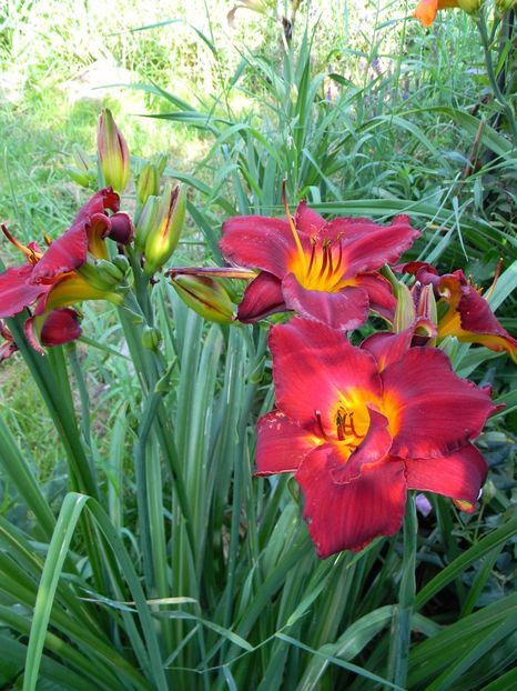 Highland lord - Hemerocallis 2017