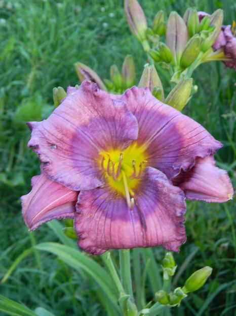 Lavender blue baby - Hemerocallis 2017