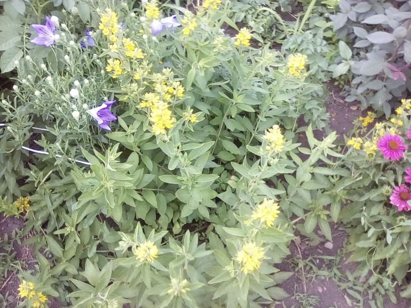  - Lysimachia punctata