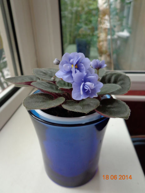 Ballet Loni (A.Fischer) - Violete