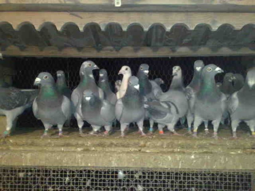 148 - X-Porumbei vinduti