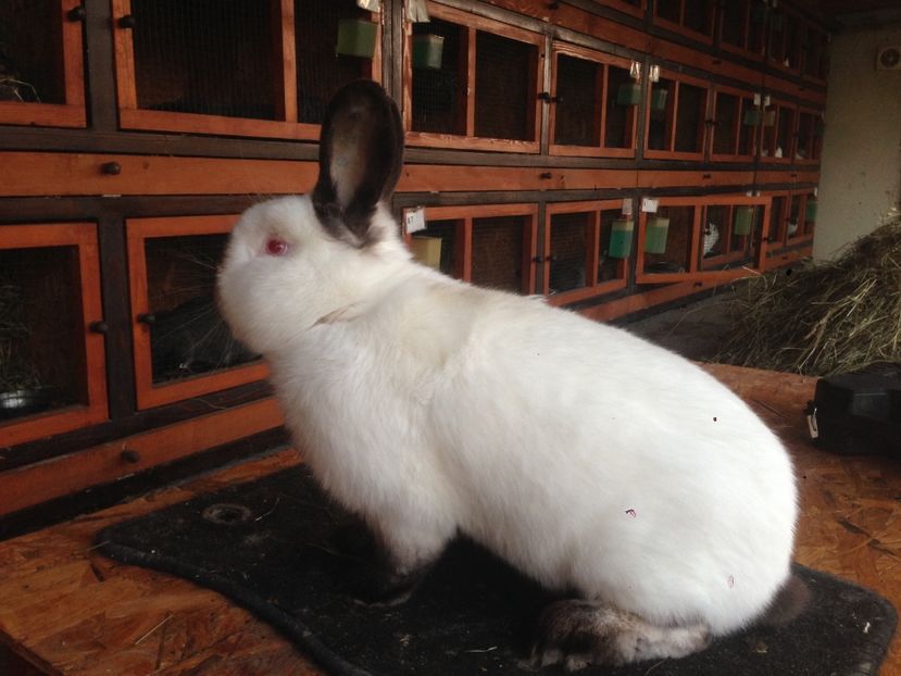  - A-IEPURI CALIFORNIENI