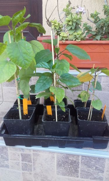  - evolutie puiuti hibiscus din seminte