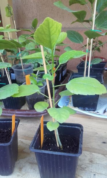  - evolutie puiuti hibiscus din seminte