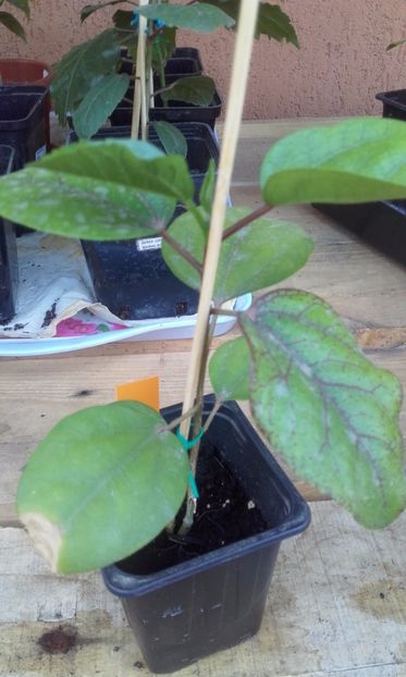  - evolutie puiuti hibiscus din seminte