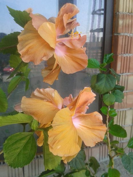  - Brown Derby decedat