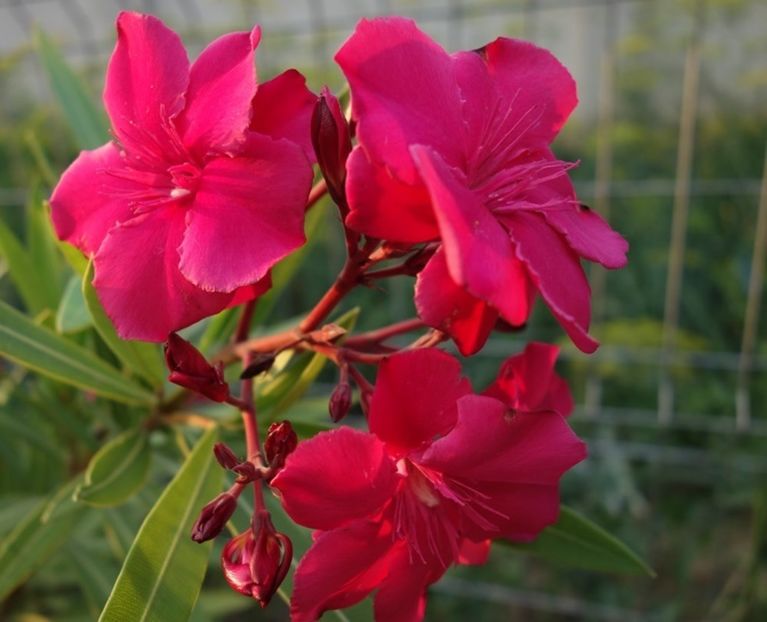 oleander (8) - leandru 2017