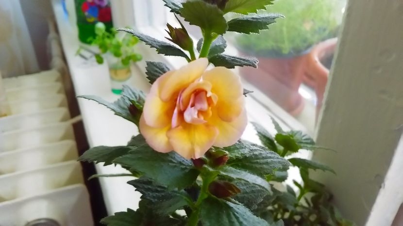 P_20170628_113523_HDR - Achimenes