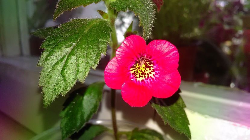 Fire Vortex - Achimenes