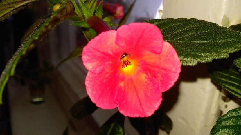 P_20170628_113647 - Achimenes