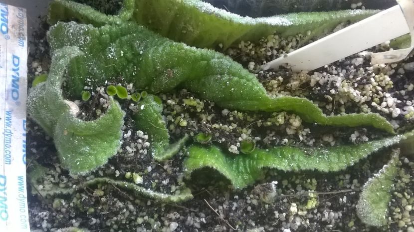 incercare,inmultire streptocarpus. - EXPERIENTE