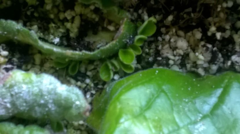 streptocarpus - EXPERIENTE