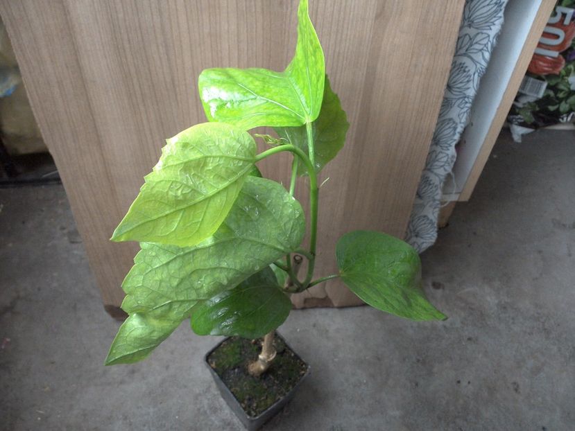 WIN_20170628_105030 - Tahitian Sophistication