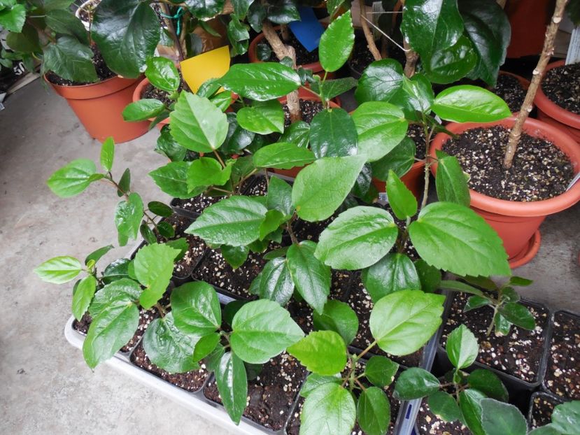  - hibiscus din seminte