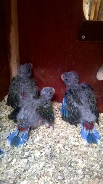  - papagali rosella penant