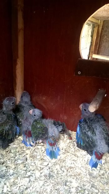  - papagali rosella penant