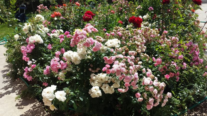 Uetersener klosterrose si Pomponella  mature - 00 Plante 2018