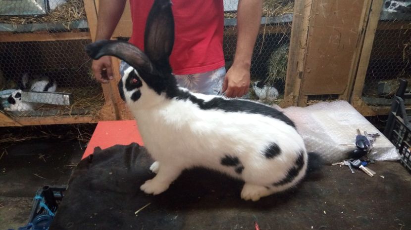  - Mascul 1-2 - Ro63-12644