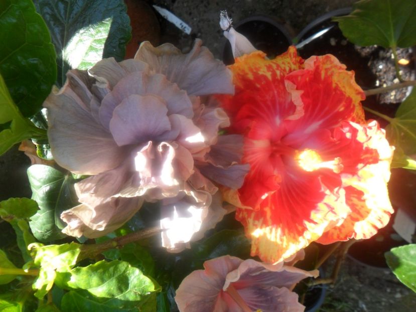  - hibiscusi 2017 3