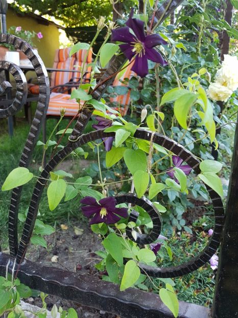 romantika - 02 clematite