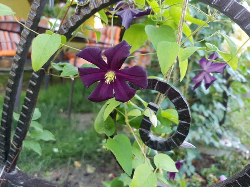Am pierdut-o - 02 clematite