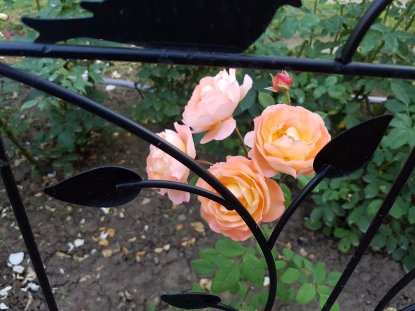  - lady emma hamilton