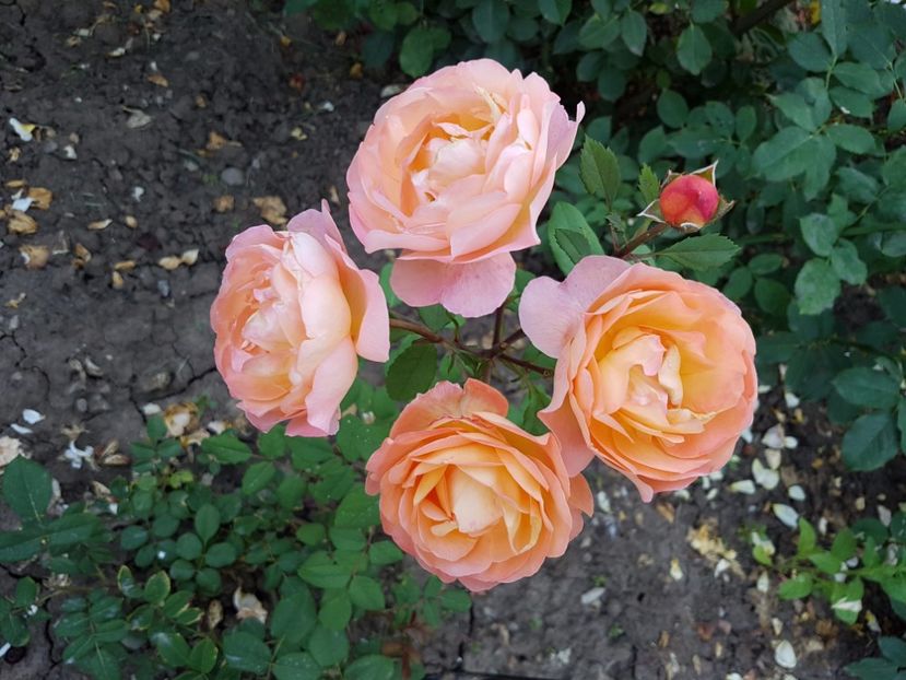  - lady emma hamilton