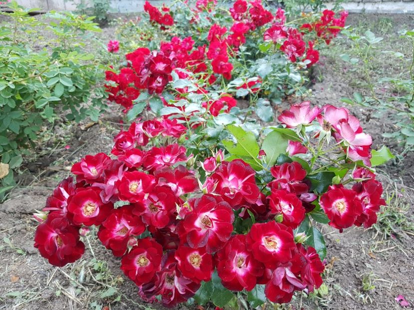  - Patrick Poivre d Arvor