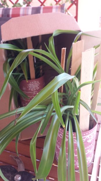 Gata de plecare - Diverse