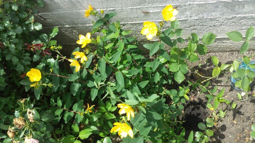  - Arbori -arbusti ornamentali de exterior si liane