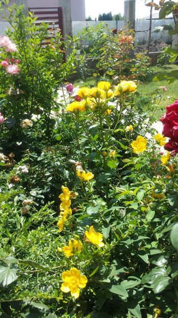  - Arbori -arbusti ornamentali de exterior si liane