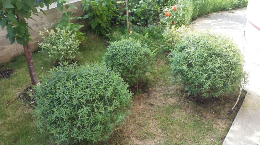 Globuletele au devenit globuri - Arbori -arbusti ornamentali de exterior si liane