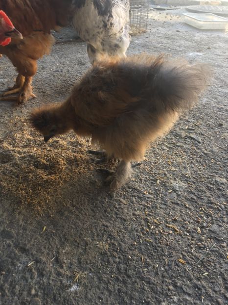  - Mătase Japoneză Albă Albastră Maro