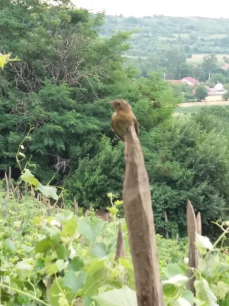  - La țară în IUNIE 2017