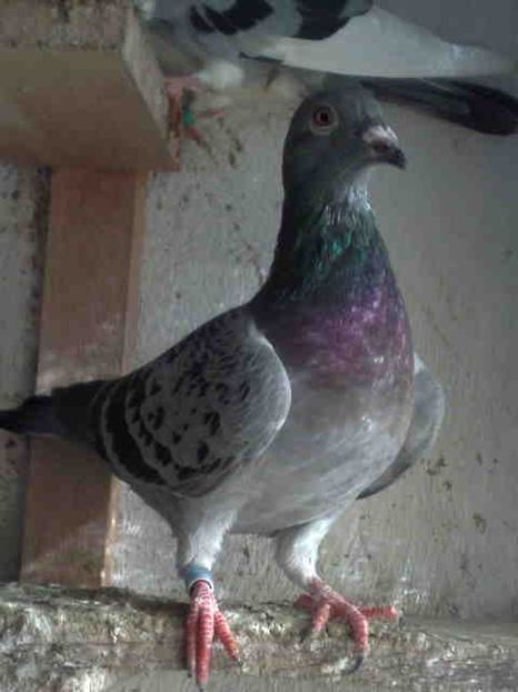 149-femela - X-Porumbei vinduti