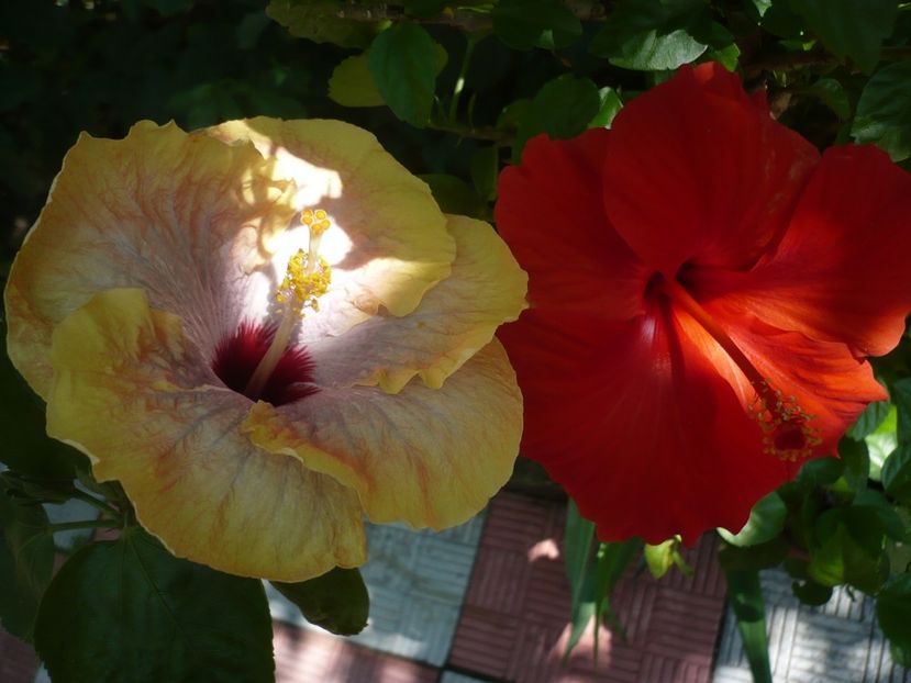P1330239 - HIBISCUSI 2017-2