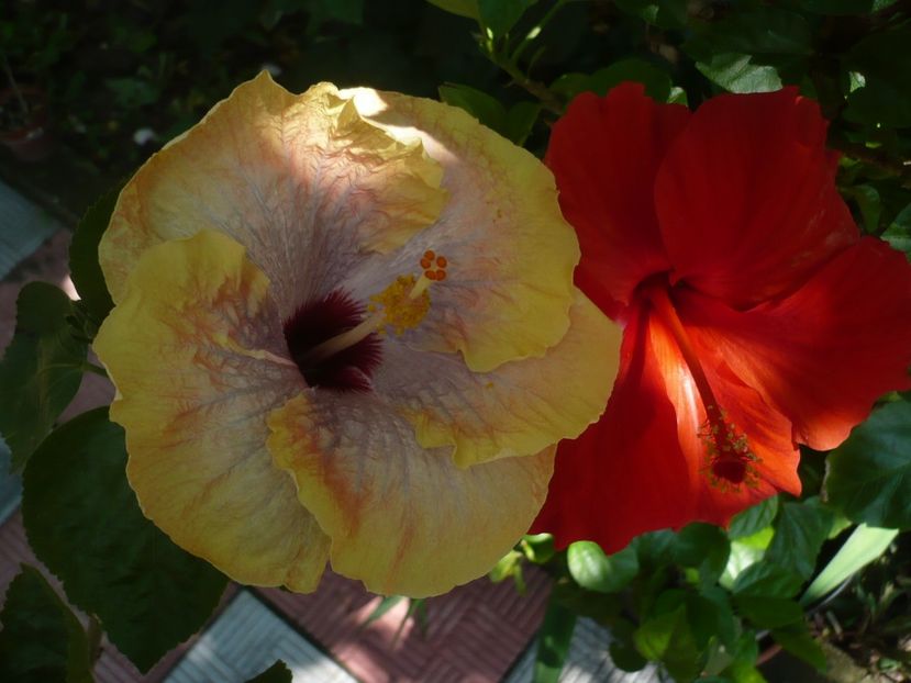 P1330240 - HIBISCUSI 2017-2