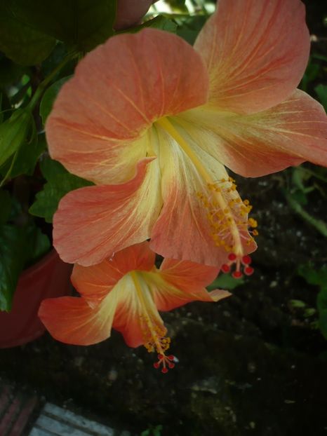 P1330244 - HIBISCUSI 2017-2