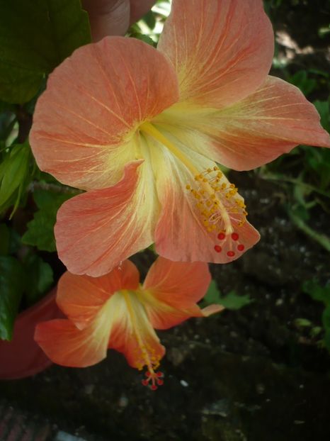 P1330245 - HIBISCUSI 2017-2