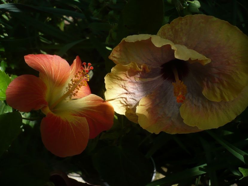 P1330248 - HIBISCUSI 2017-2