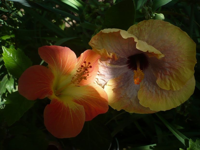 P1330249 - HIBISCUSI 2017-2