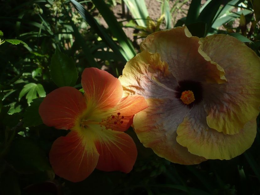 P1330250 - HIBISCUSI 2017-2