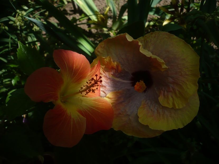 P1330251 - HIBISCUSI 2017-2