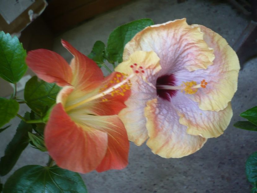 P1330252 - HIBISCUSI 2017-2